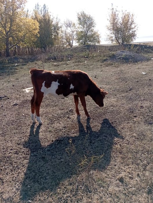 Продам телку 6 мес