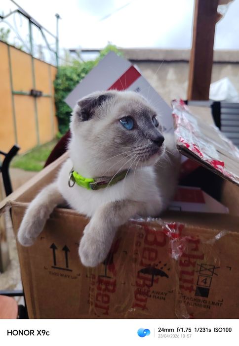Отдам котят бесплатно