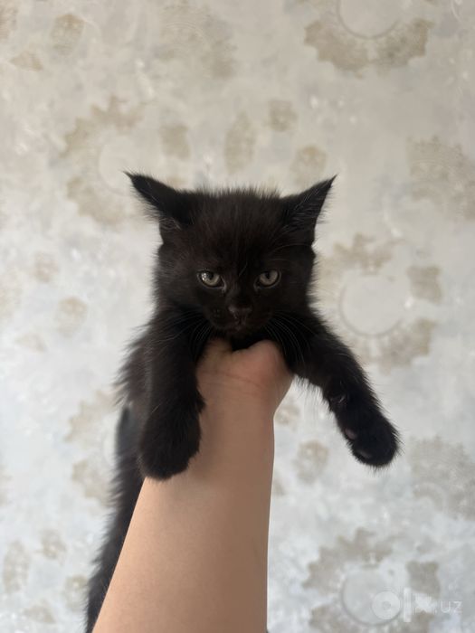 Скотиш фолд sotiladi