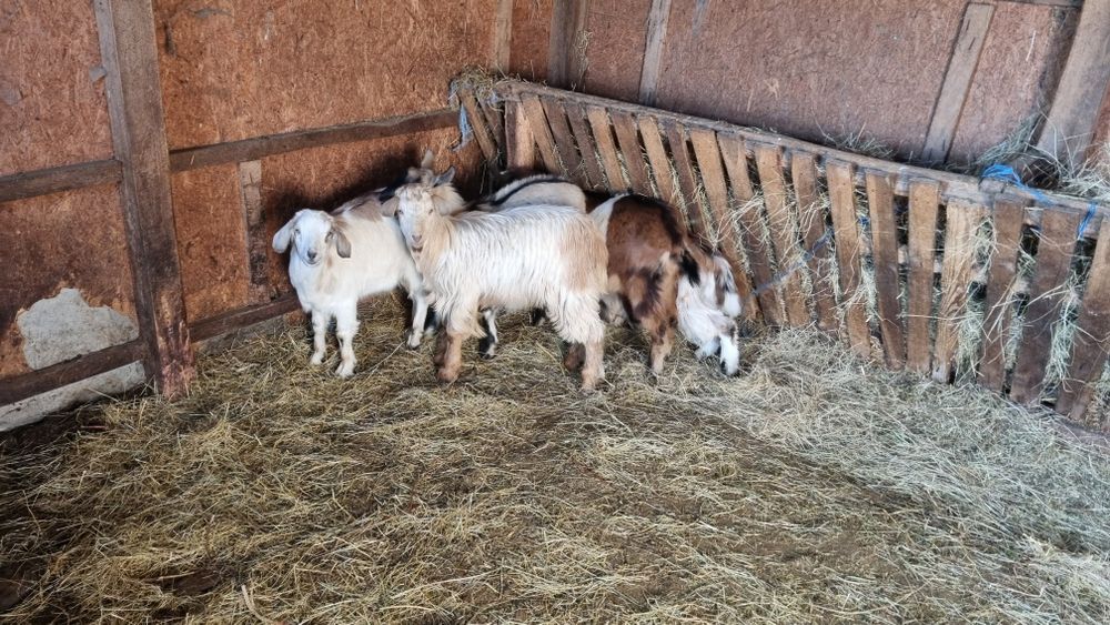 Iezi castrați de anul ăsta