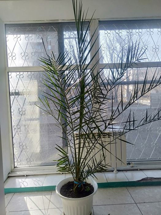 Продам финниковое дерево