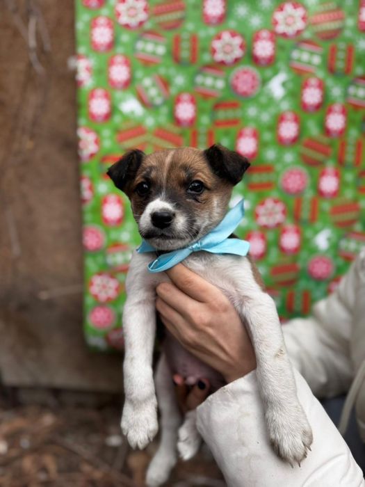 Щенки ищут свой дом