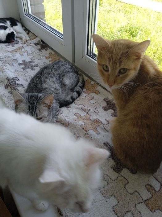 Молодые кошки и коты