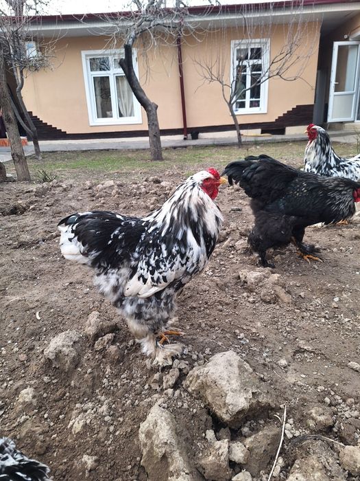 Мраморная брама петух