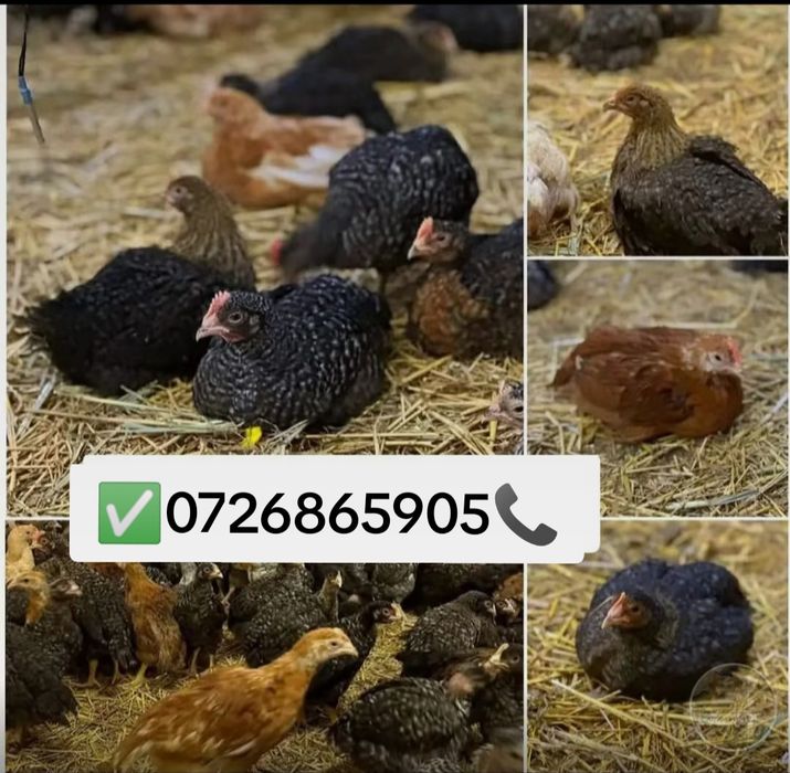 Vând puii de carne și de ouă cu livrare gratuita la Domiciliu pentru d