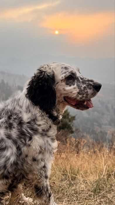 Собака бесплатно.