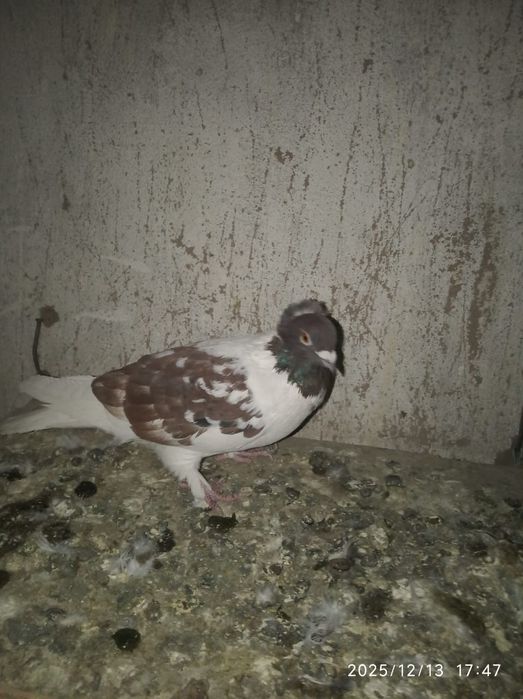 Голуби Иранцы чили продам