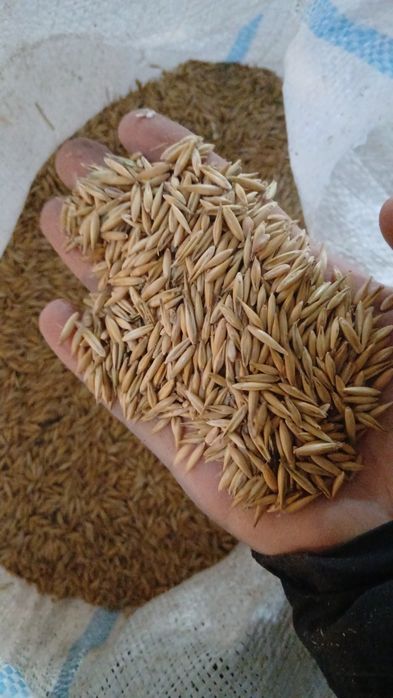 Овес сулы сухой чистый