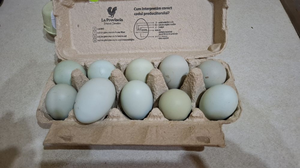 Oua pentru consum găini araucana