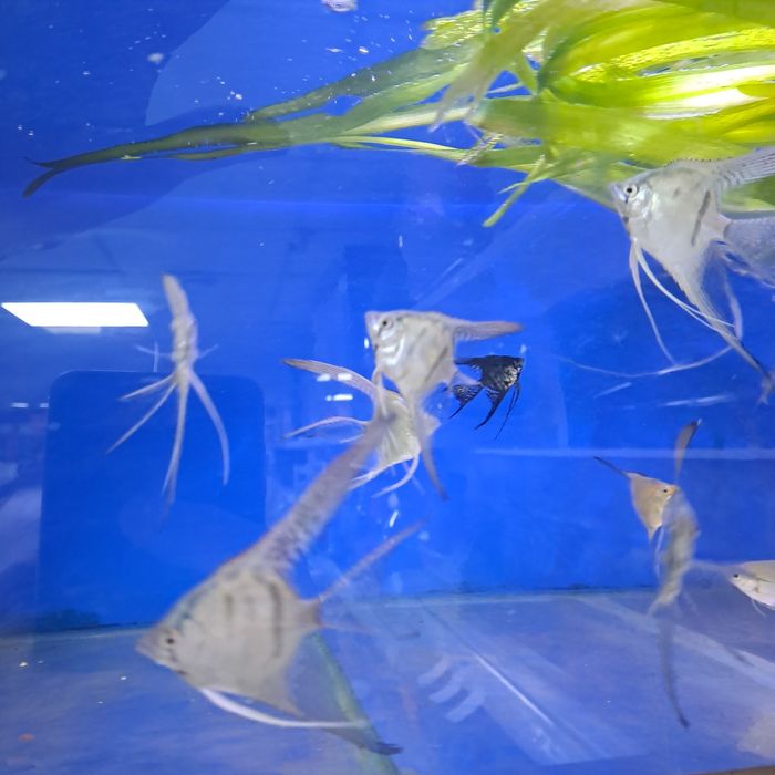 Продам скалярий вуалевых