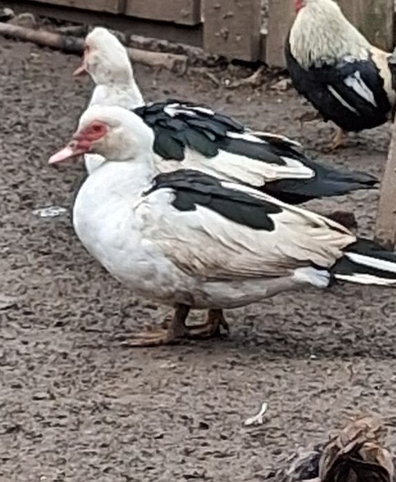 Rate mute de vânzare