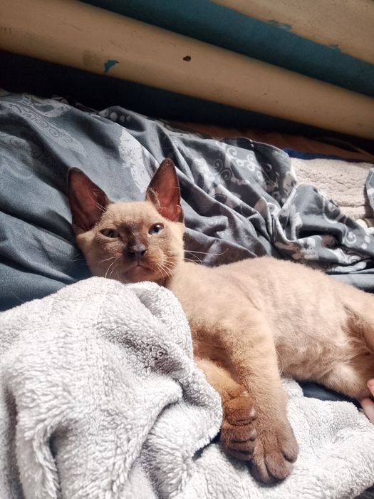 Продам котёнка девон рекс