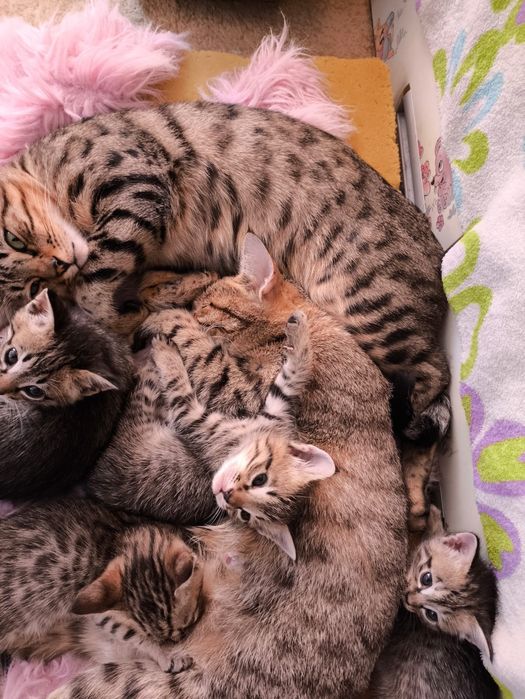 Котята ищут новый дом
