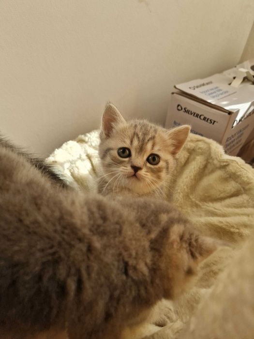 Британски котета - коте