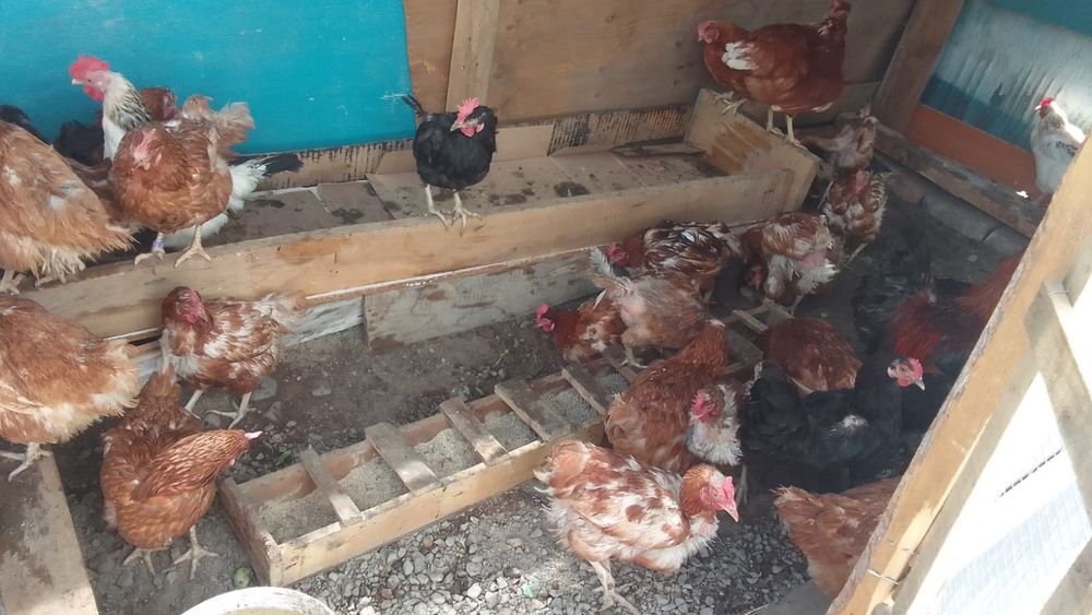 Продам курей несутся нормально
