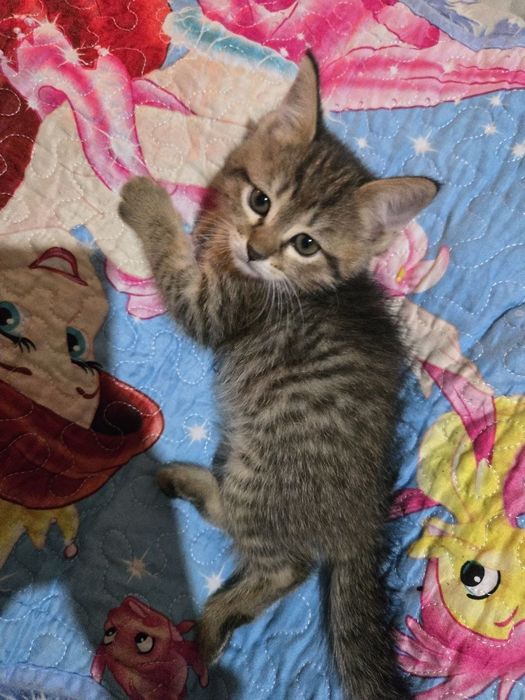 Отдам котят в добрые руки