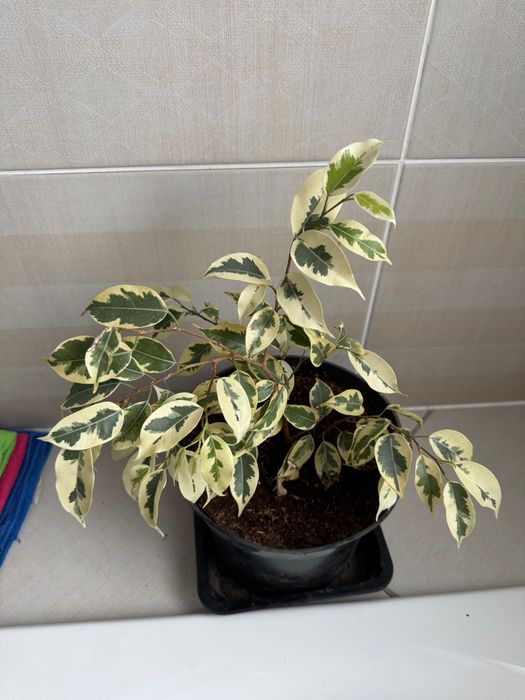 Фикус бенджамина старлайт, барок