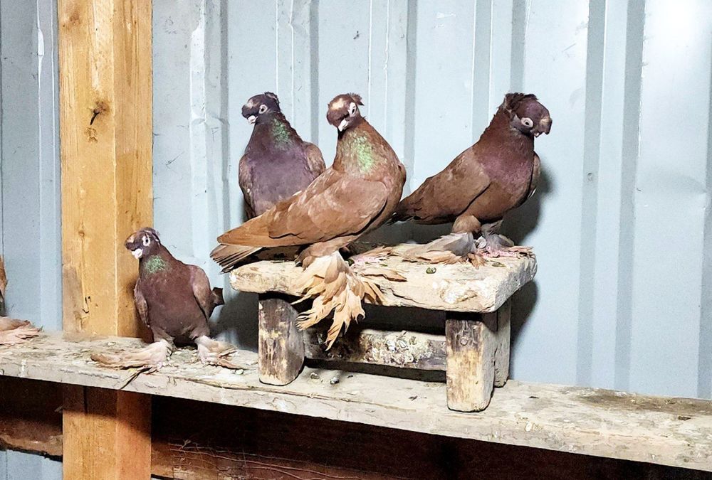 Продаются голуби