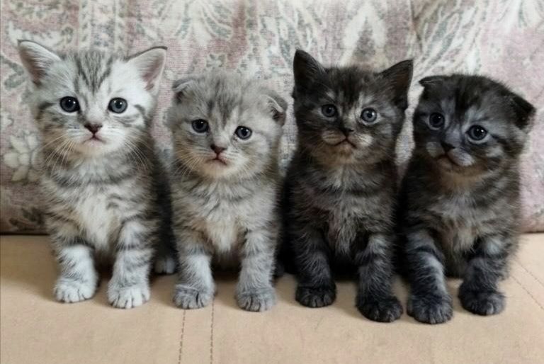 Шотландские вислоухие котята