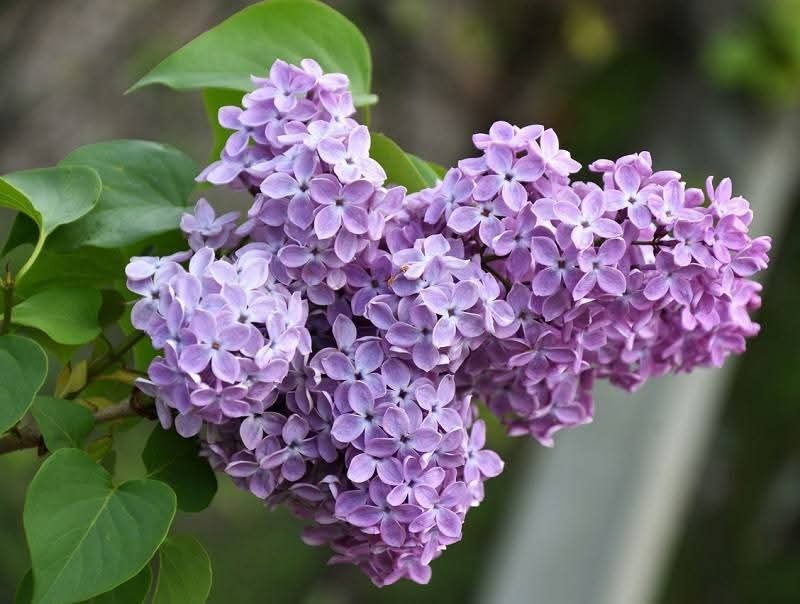 Люляк фиданки люляк