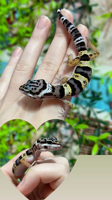 Яркие малыши эублефары