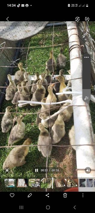 Vand gâște și găscani