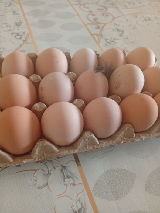 ..домашный товук тухумлари бор Жужан очтиргани 15000 минг сумдан