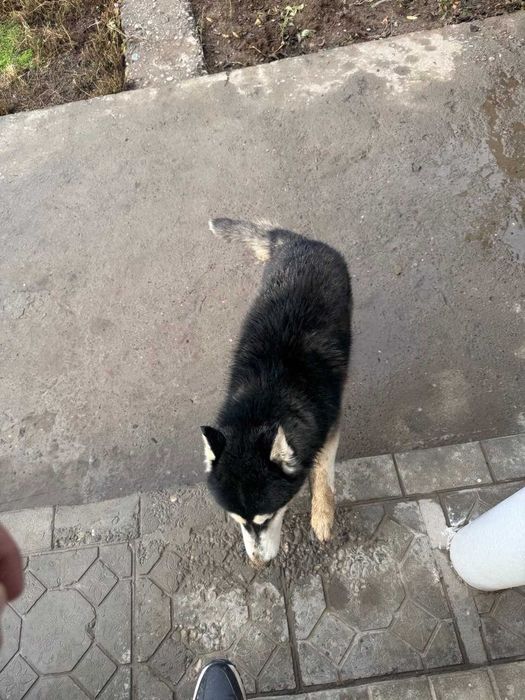 Sibirskiy xaska iti sotiladi