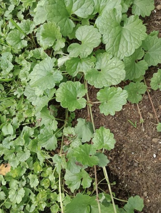 Растения из сада