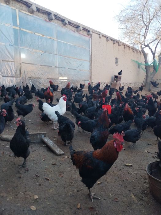 Andijon qora tovuq jojalari