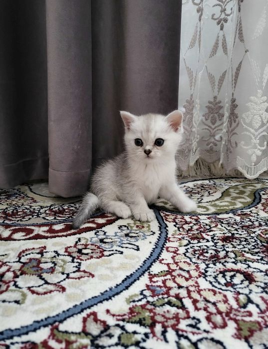 Вислоушки Шотландские котята