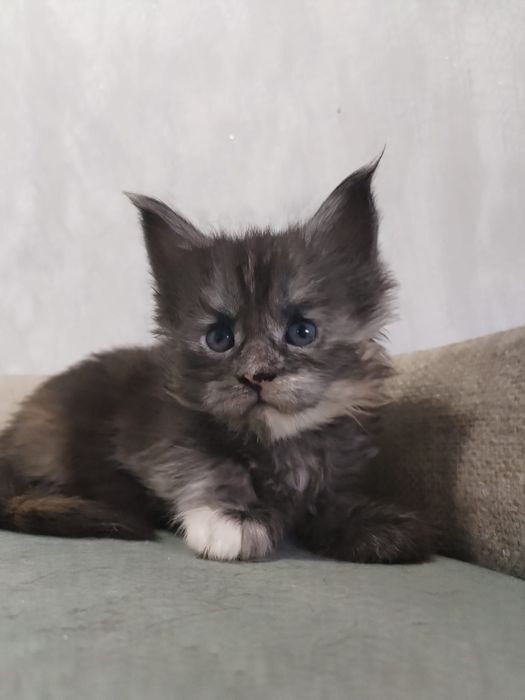 Продам Мейн кунчики