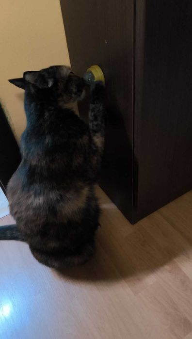 Catnip ball 360° Котешка близалка