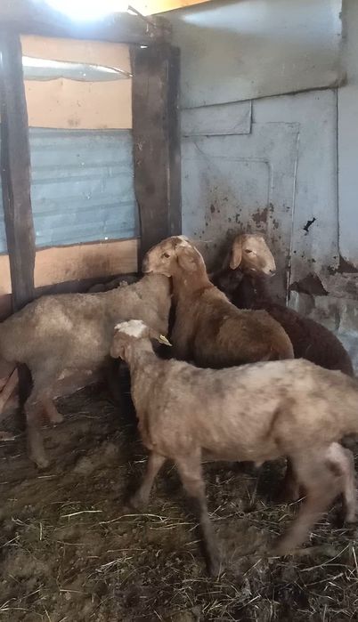 Продам барана на племя