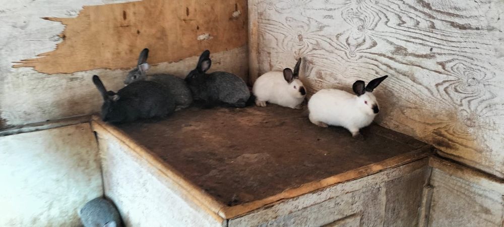 Продам кроликов.