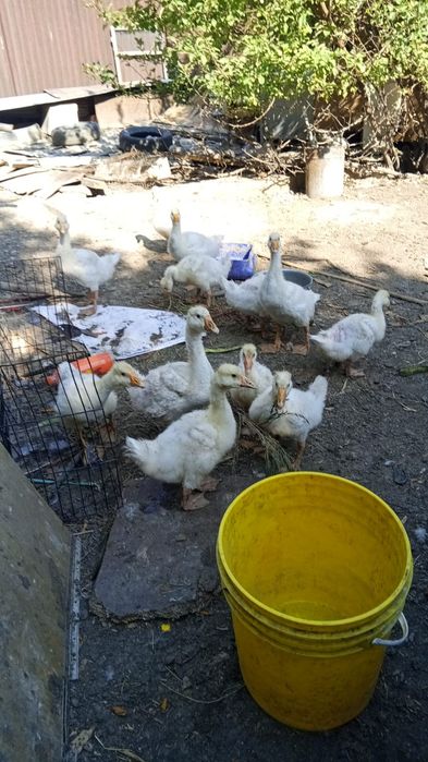 Продам гусята продам