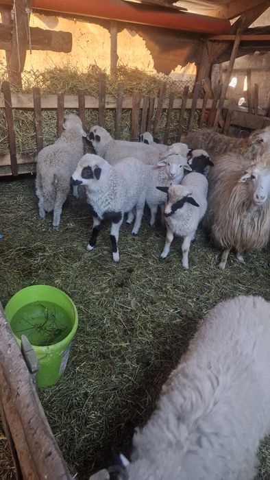 Vand miei pentru  sacrificat