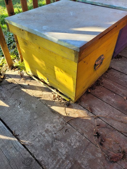 Stupi albine goi și cu rame