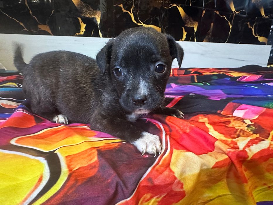 Подарявам кученца