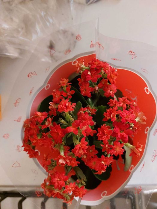 Цветы растение с лентами