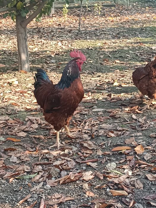 Корейский зот Хан хяп уруғланган тухумлари сотилади ва буюртма оламиз