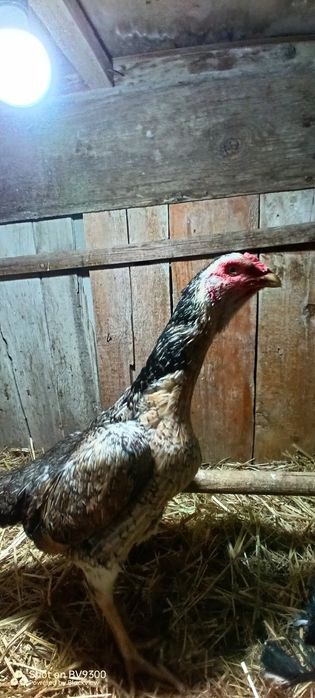 О шамо пара сатылады