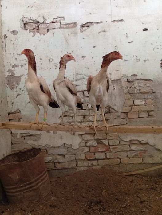 Тухум ва жожалар сотилади.