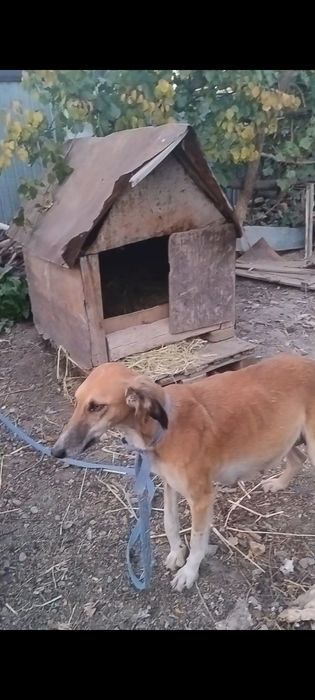 Қазақтың тазысы ...