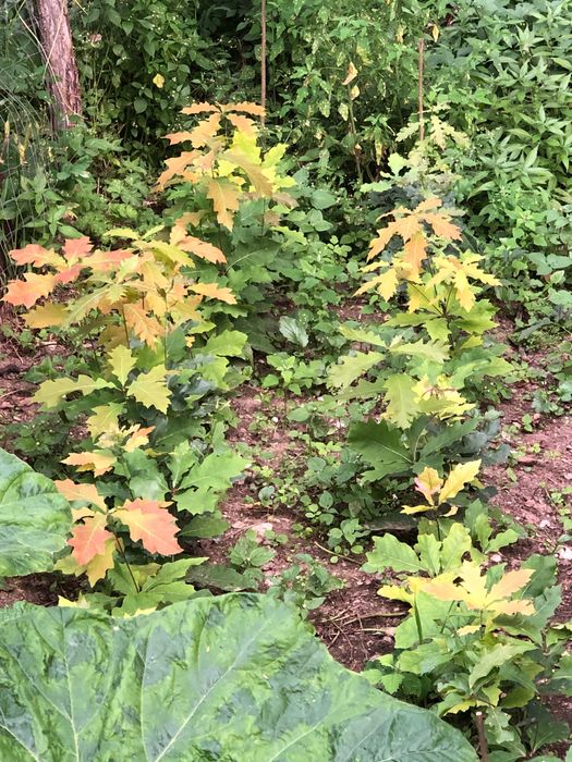 Chiparos de balta-Taxodium distichum si alte specii ornamentale