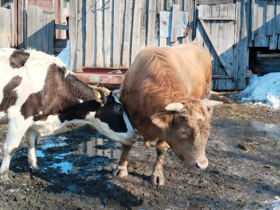 Продам зрелых быков на мясо