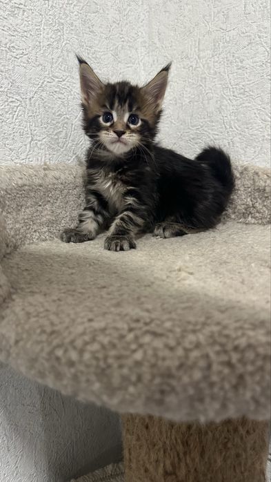 Мейн-Кун Питомник Продажа