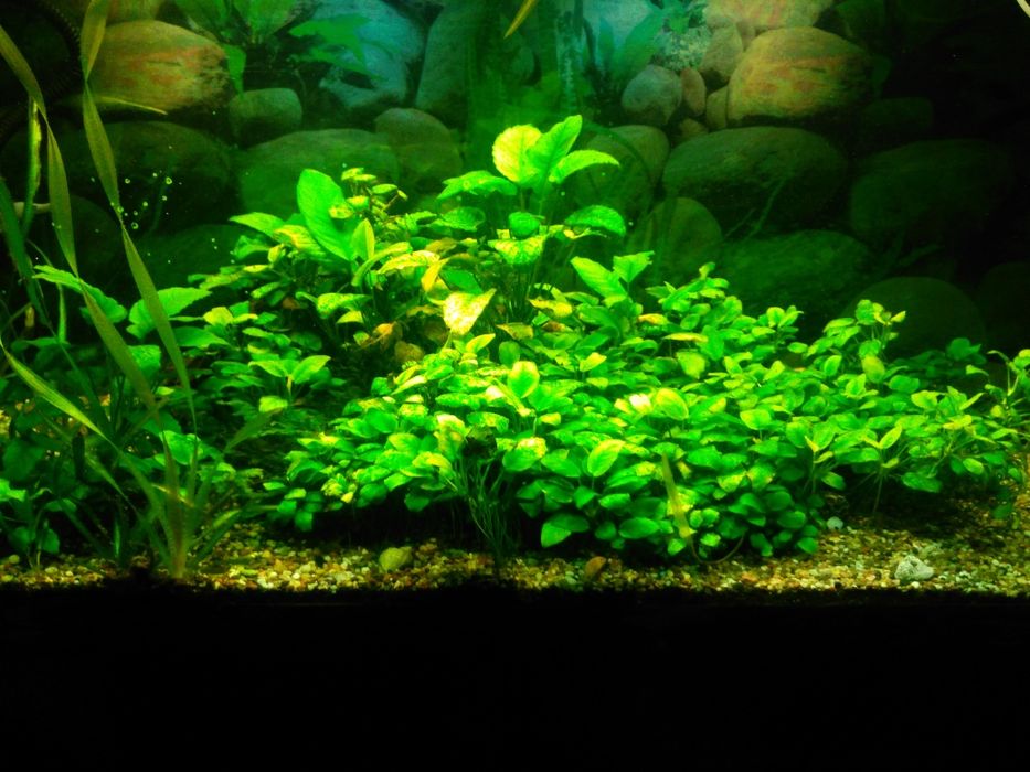 Чистка и обслуживание аквариумов