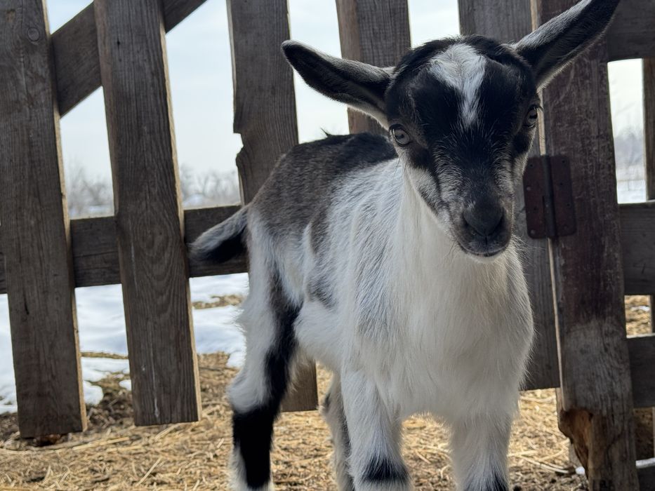 Альпийские чистопородные козлята