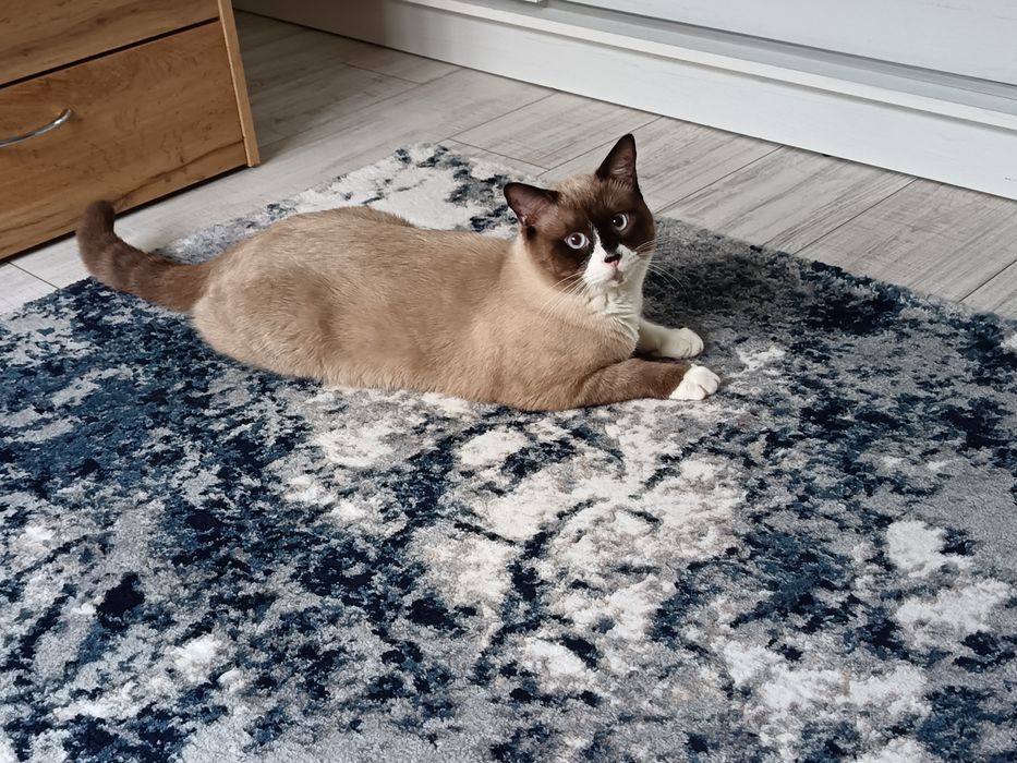 Donez pisicuță în vârstă de un an